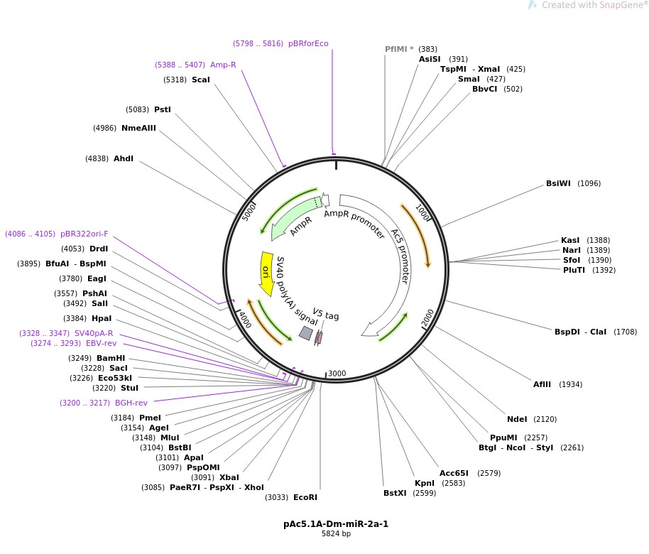 pAc5.1A-Dm-miR-2a-1图片