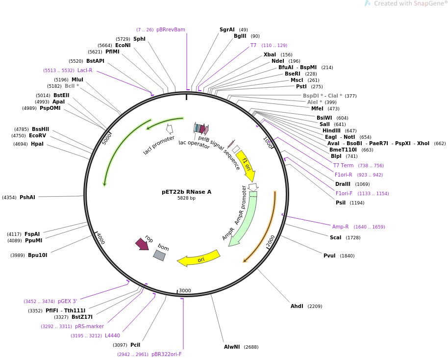 pET22b RNase A图片