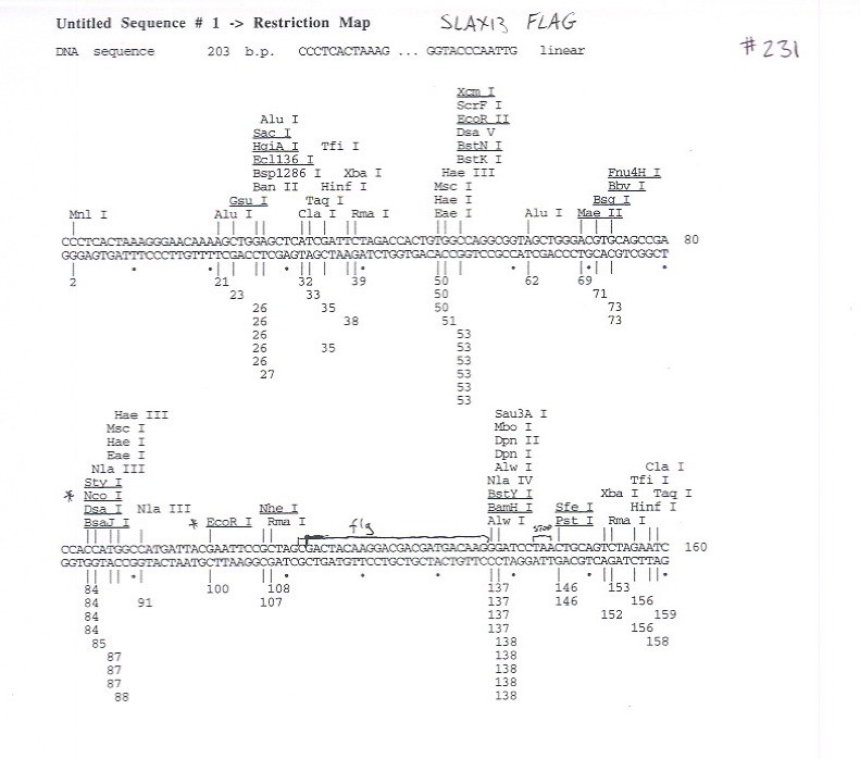 pSLAX13 Flag (CT#231)图片