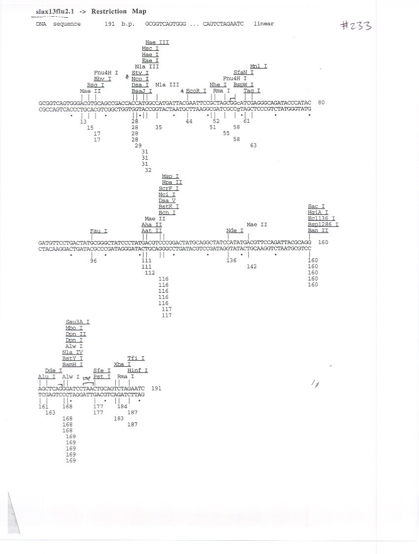 pSLAX13 HA (CT#233)图片