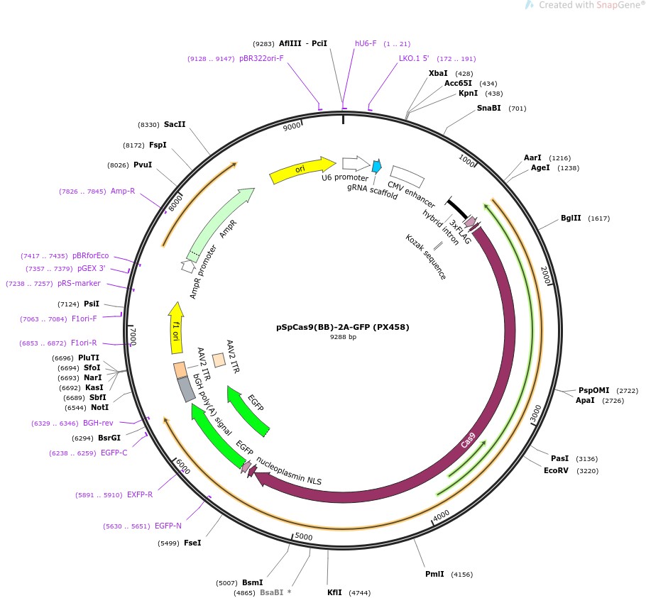 pSpCas9(BB)-2A-GFP (PX458)图片