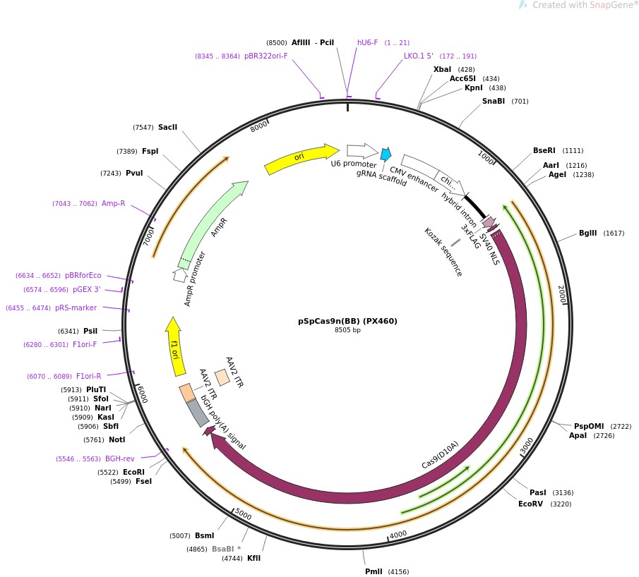 pSpCas9n(BB) (PX460)图片