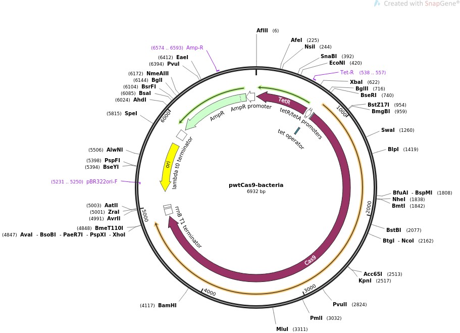 pwtCas9-bacteria图片