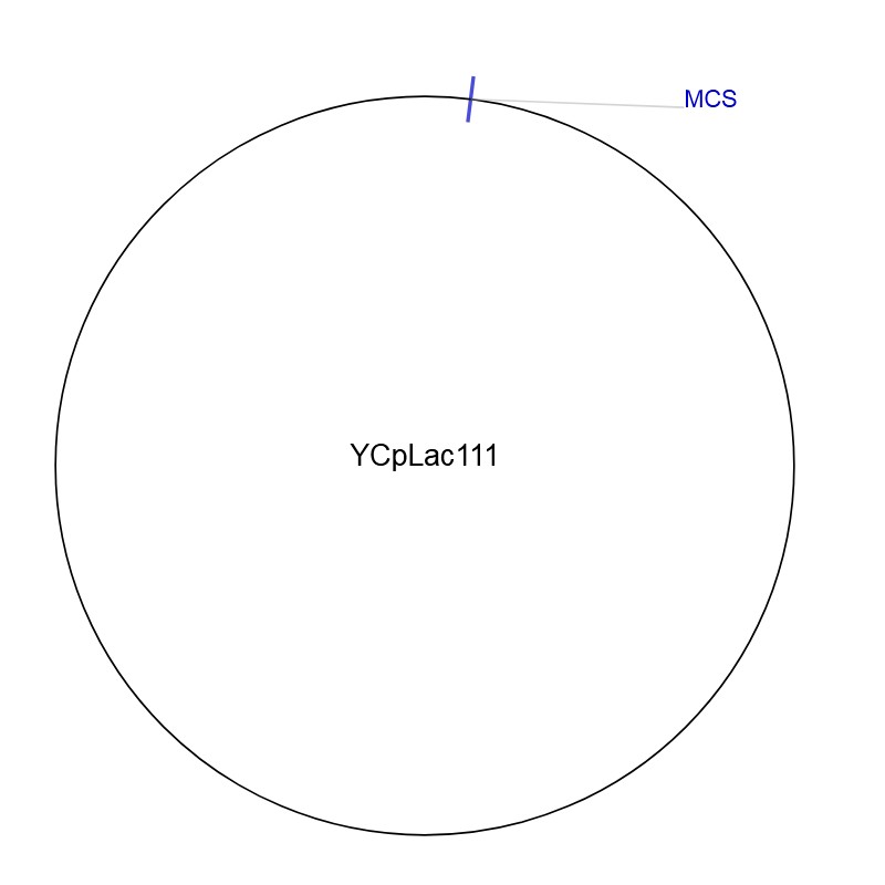 YCpLac111图片
