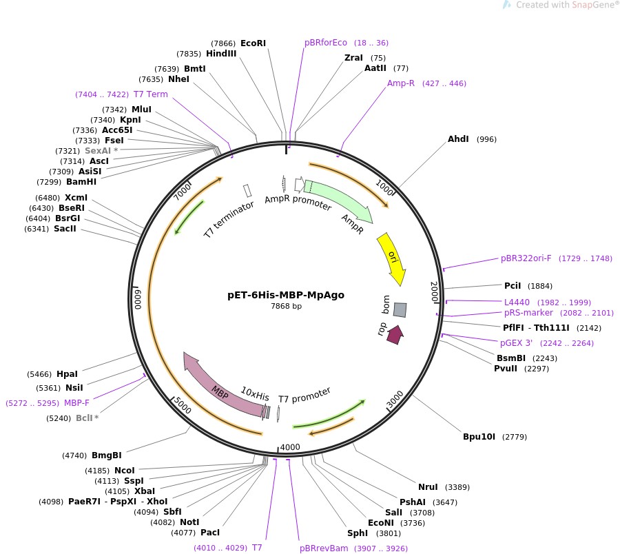 pET-6His-MBP-MpAgo图片