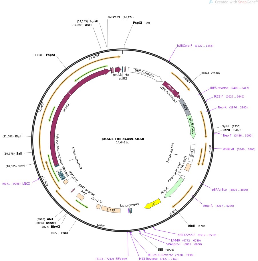 pHAGE TRE dCas9-KRAB图片
