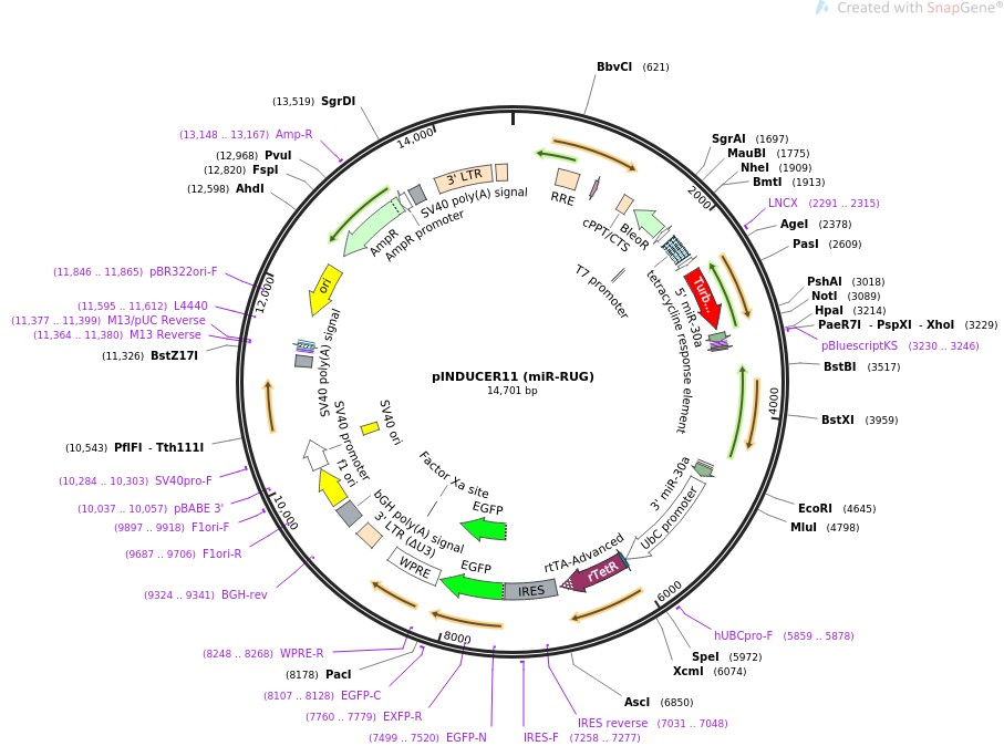 pINDUCER11 (miR-RUG)图片