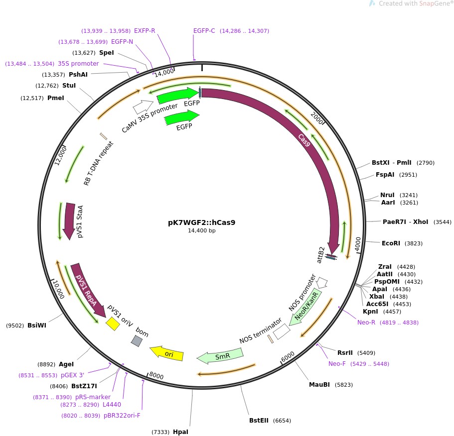 pK7WGF2::hCas9图片