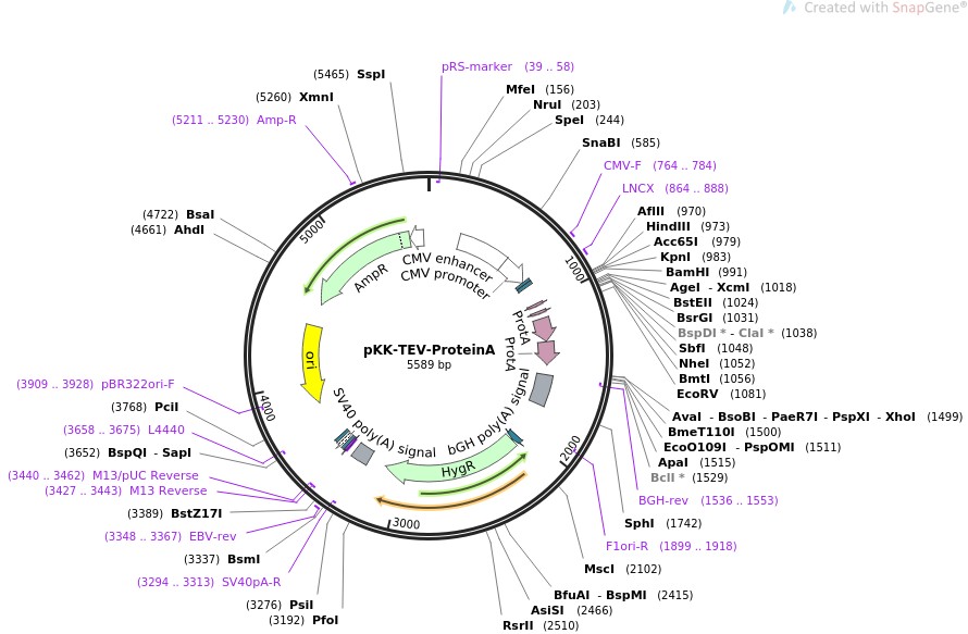 pKK-TEV-ProteinA图片