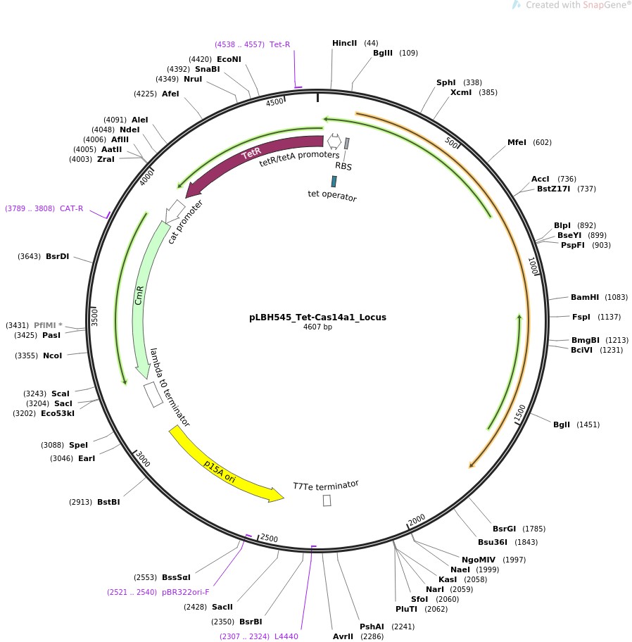 pLBH545-Tet-Cas14a1-Locus图片