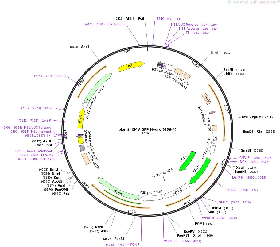 pLenti CMV GFP Hygro (656-4)图片