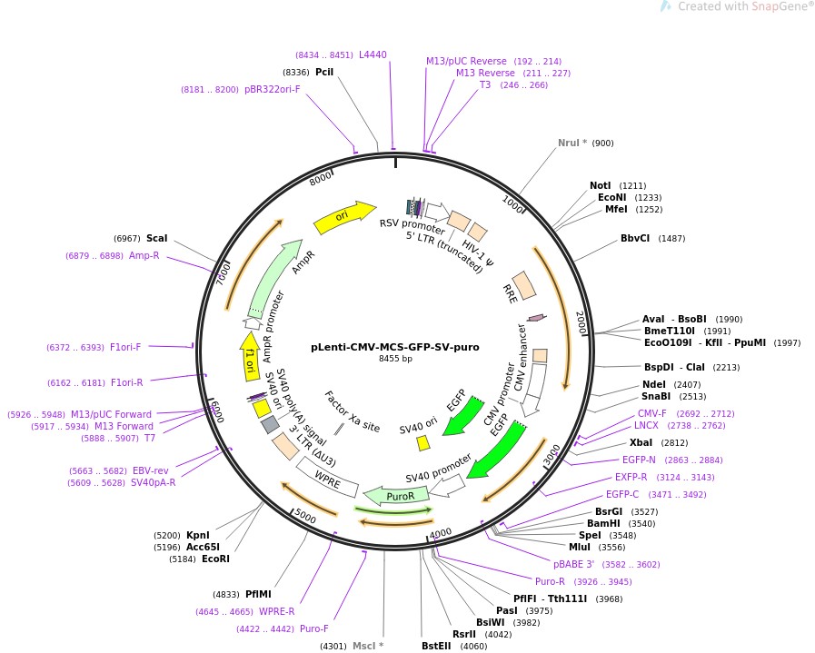 pLenti-CMV-MCS-GFP-SV-puro图片
