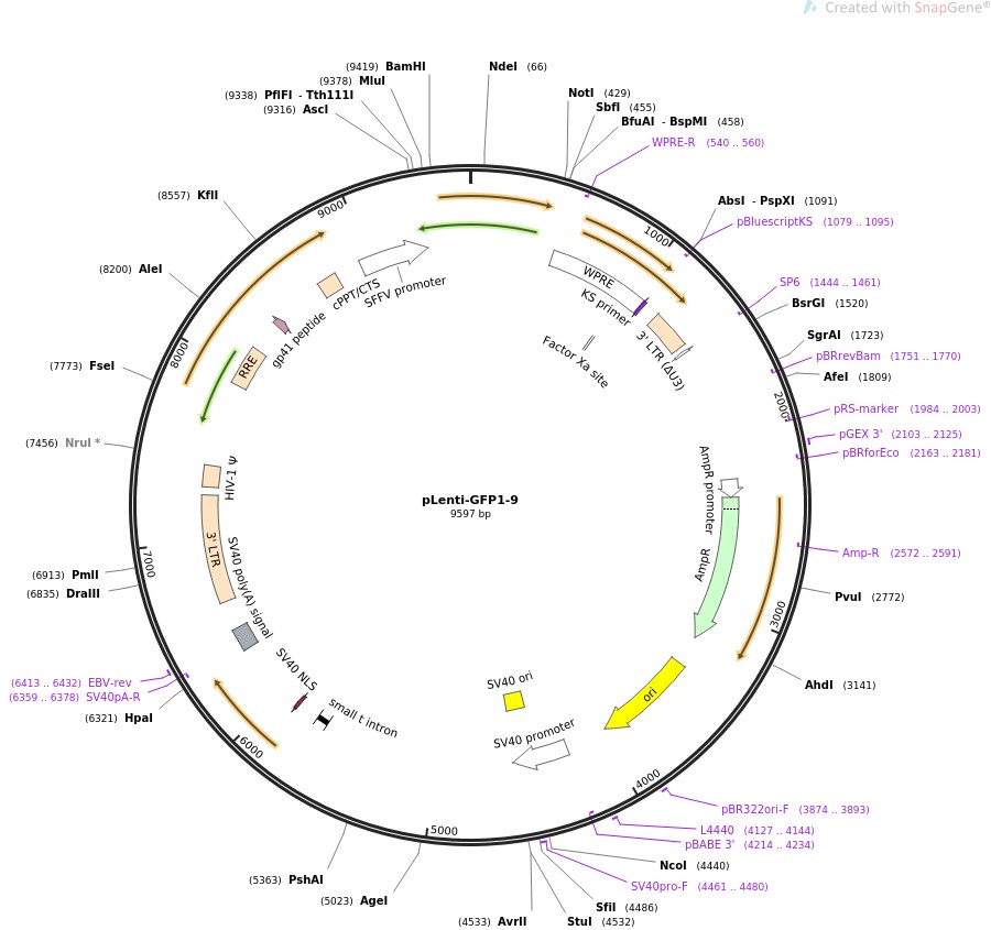 pLenti-GFP1-9图片