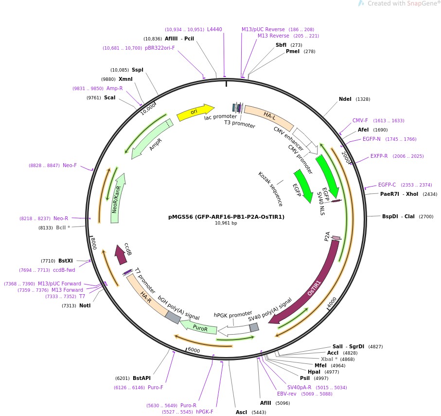 pMGS56 (GFP-ARF16-PB1-P2A-OsTIR1)ͼƬ