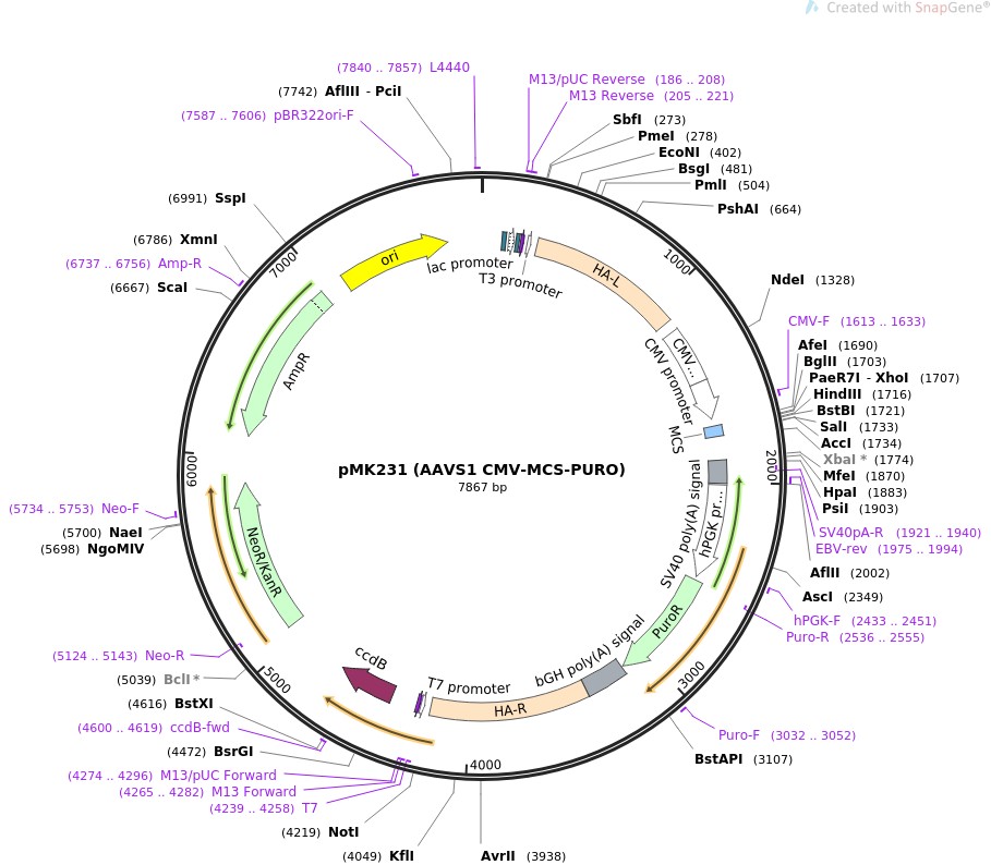 pMK231 (AAVS1 CMV-MCS-PURO)ͼƬ