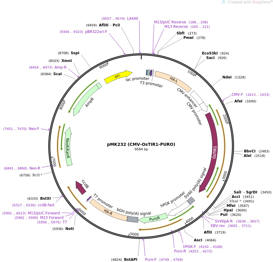 pMK232 (CMV-OsTIR1-PURO)图片