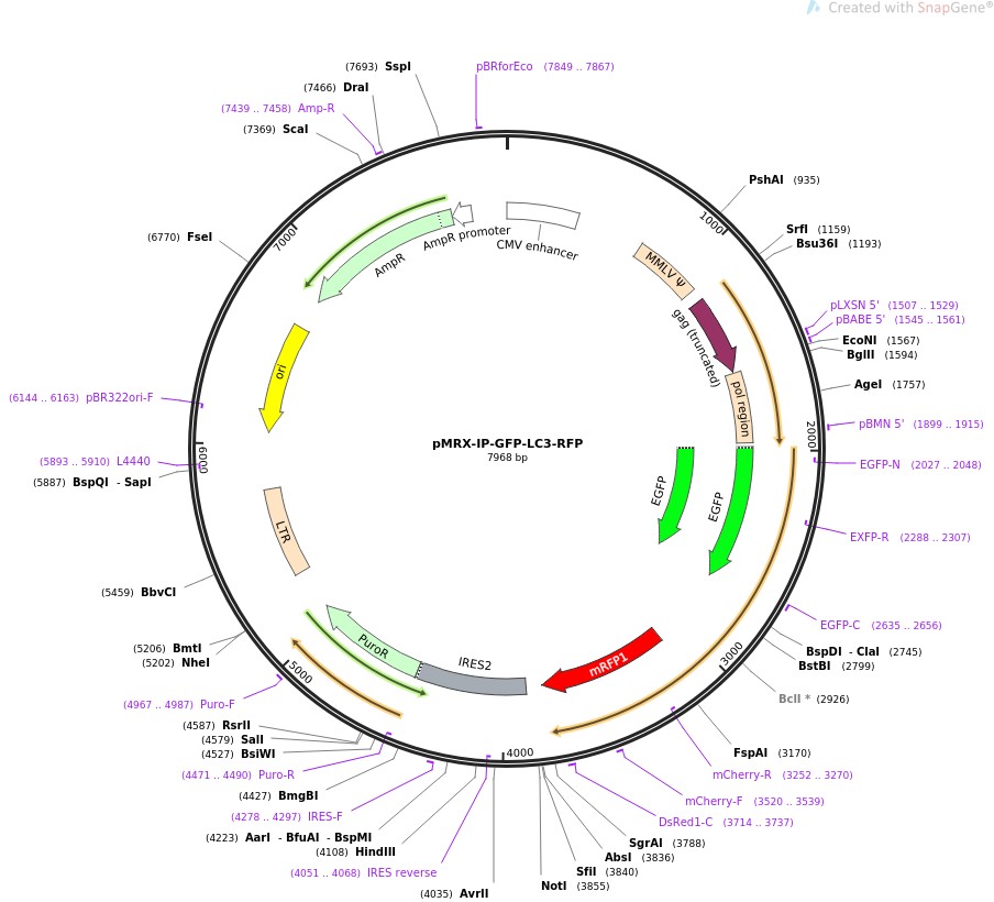 pMRX-IP-GFP-LC3-RFP图片