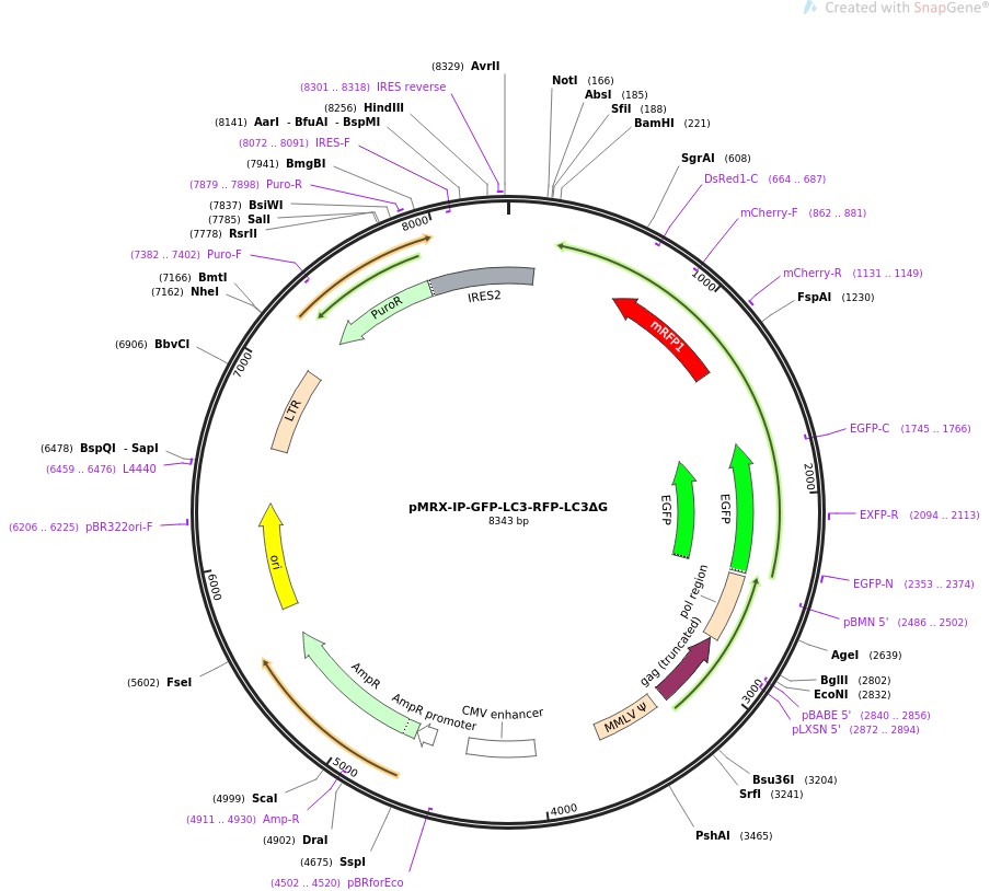 pMRX-IP-GFP-LC3-RFP-LC3ΔG图片