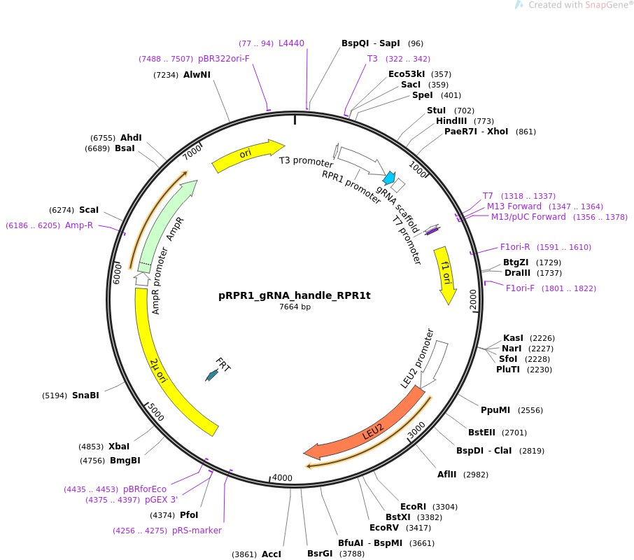 pRPR1-gRNA-handle-RPR1t图片