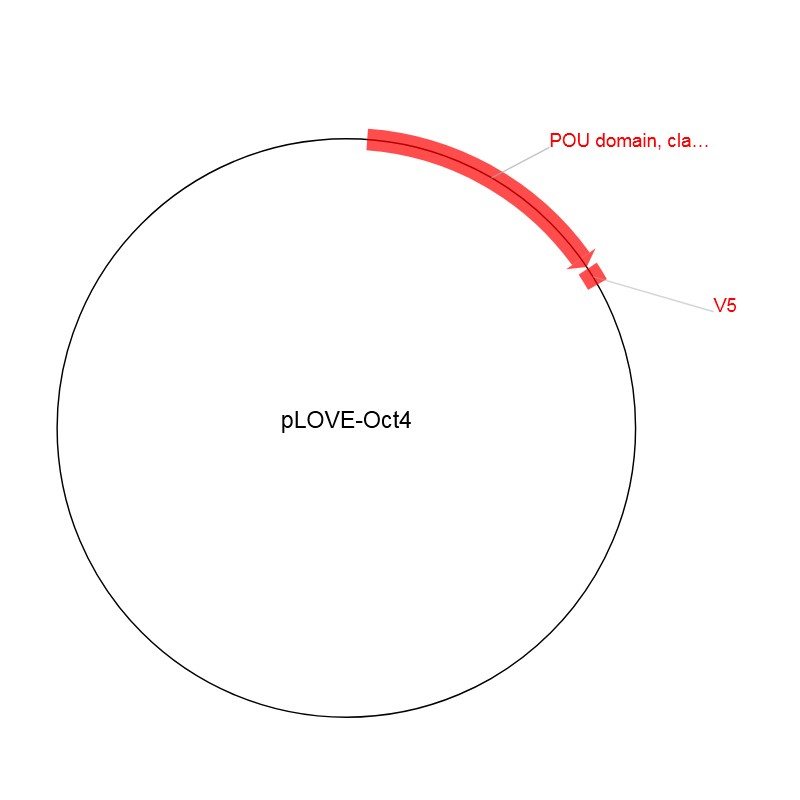 pLOVE-Oct4图片