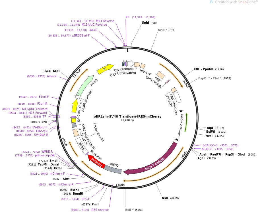 pRRLsin-SV40 T antigen-IRES-mCherry图片