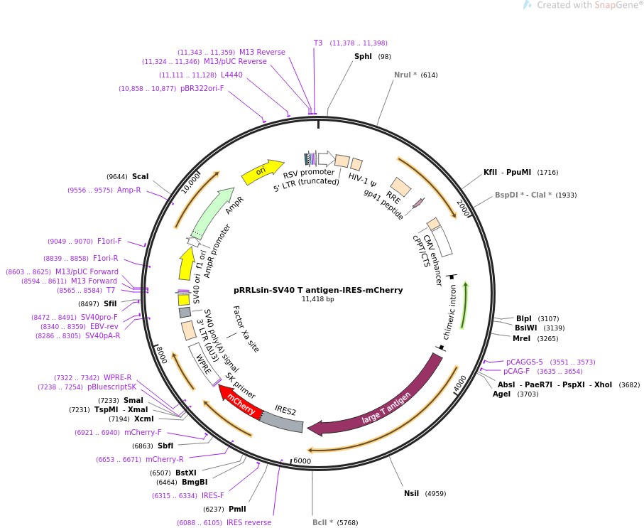 pRRLsin-SV40 T antigen-IRES-mCherryͼƬ