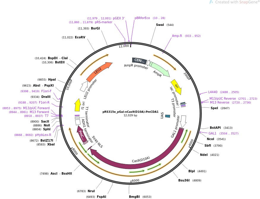 pRS315e-pGal-nCas9(D10A)-PmCDA1图片