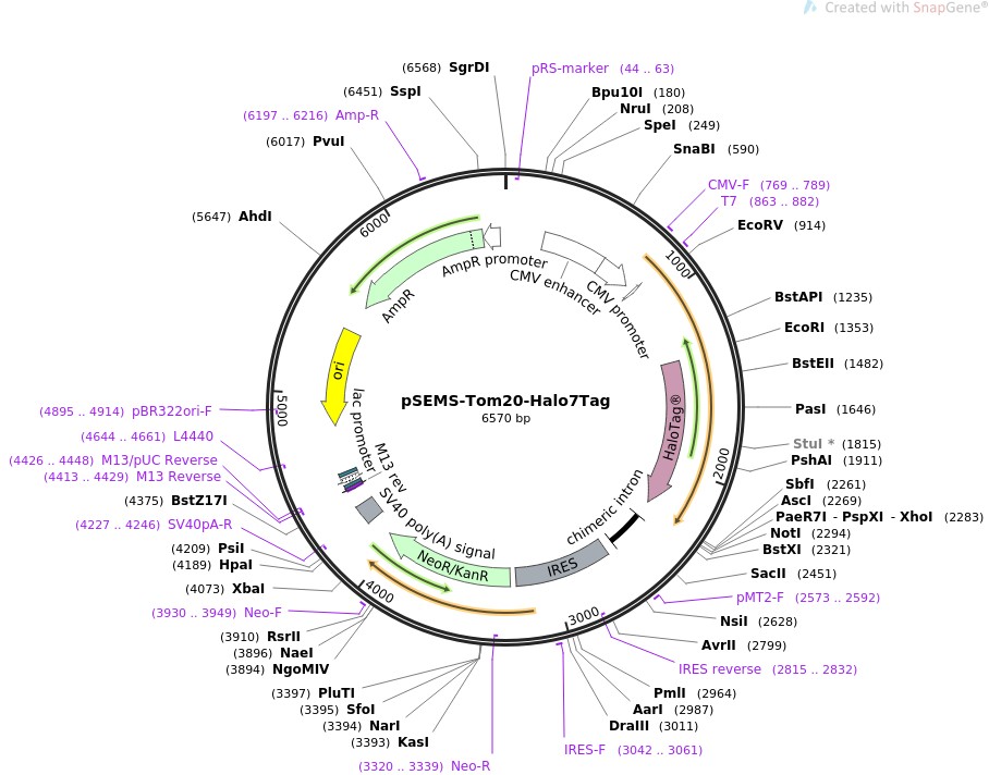 pSEMS-Tom20-Halo7Tag图片
