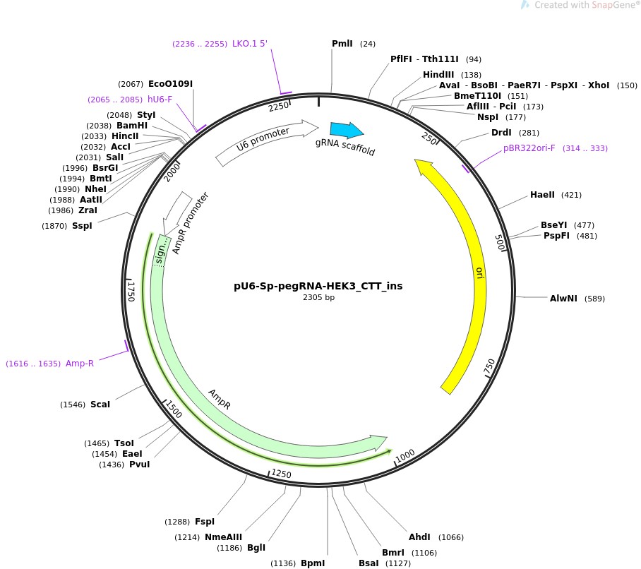 pU6-Sp-pegRNA-HEK3-CTT-ins图片