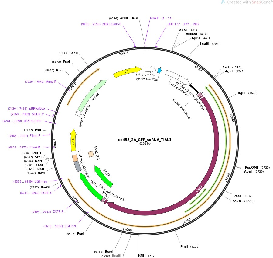 px458-2A-GFP-sgRNA-TIAL1图片