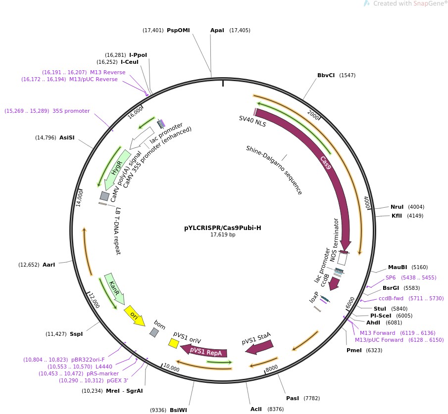 pYLCRISPR/Cas9Pubi-H图片