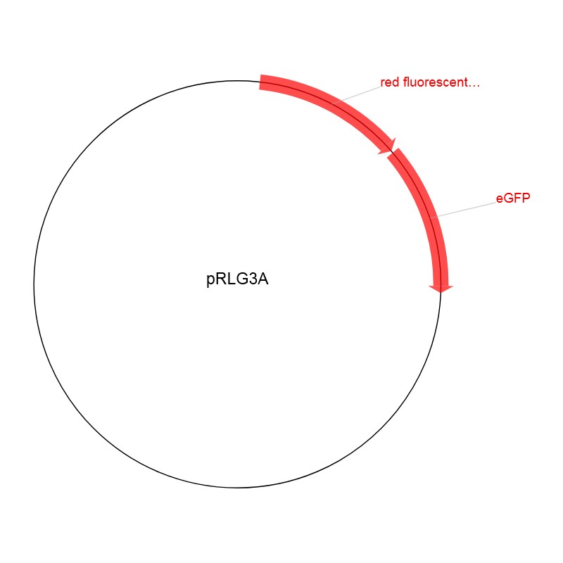 pRLG3A图片