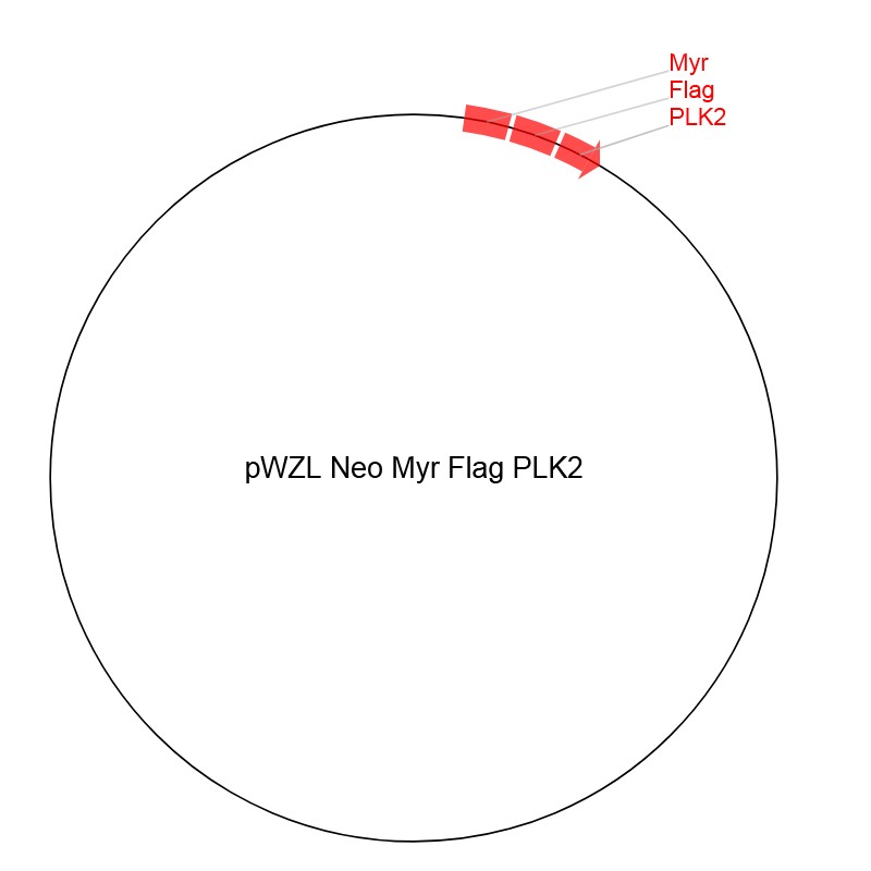 pWZL Neo Myr Flag PLK2图片
