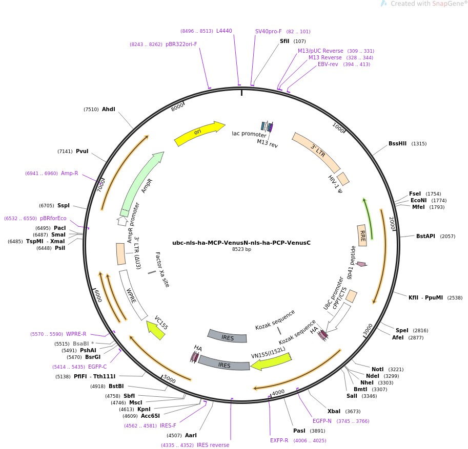 ubc-nls-ha-MCP-VenusN-nls-ha-PCP-VenusC图片