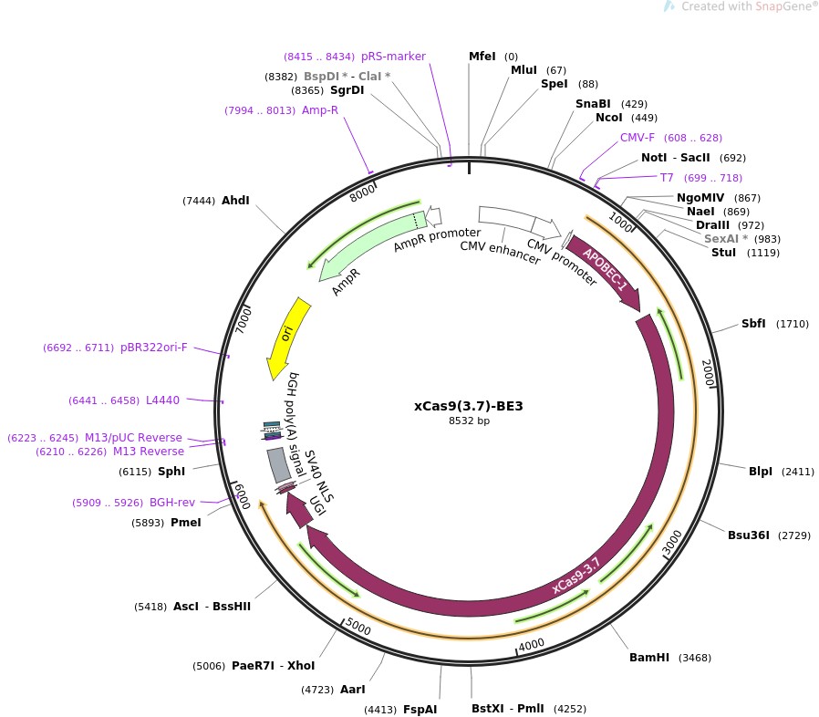 xCas9(3.7)-BE3图片