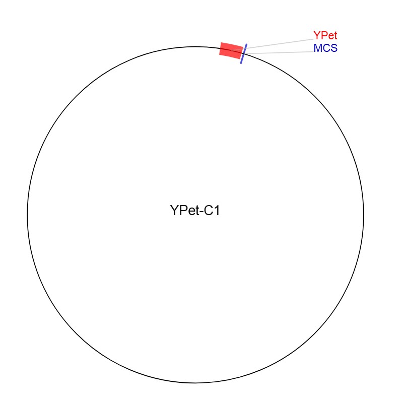 YPet-C1图片