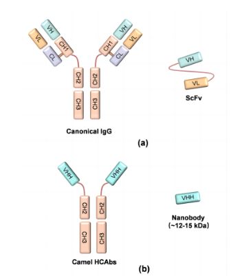 纳米抗体介绍+泰克生物图片1.png