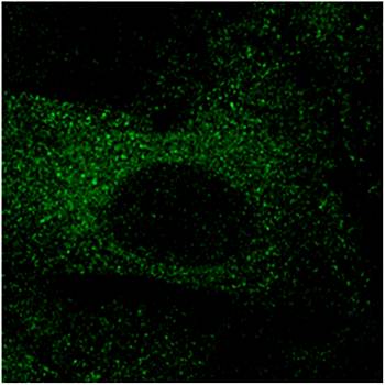 mCherry antibody,orb11618图片