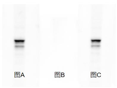 W11051 Starvio增强型快速抗体剥离液图片