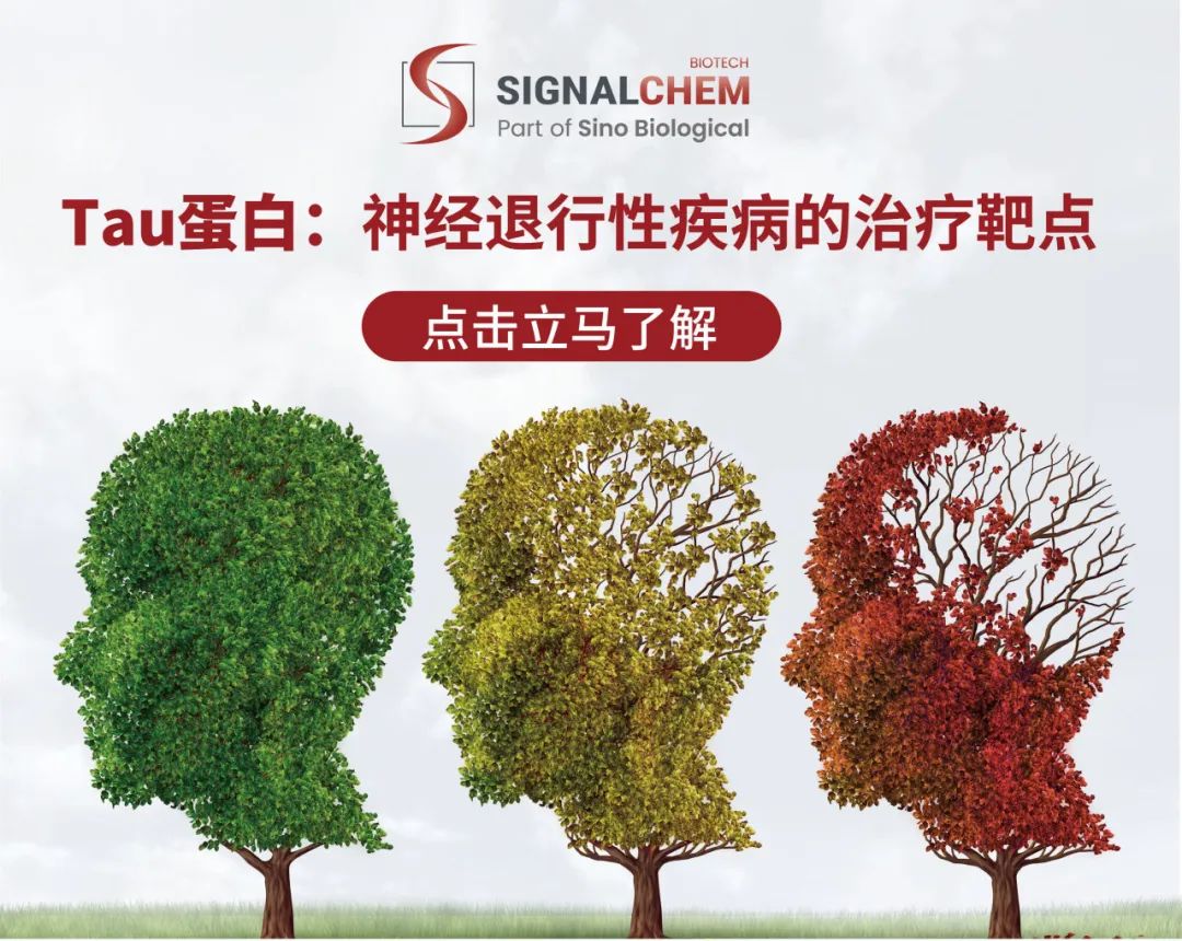聚焦Tau蛋白修饰：揭开神经退行性疾病热门靶点的神秘面纱