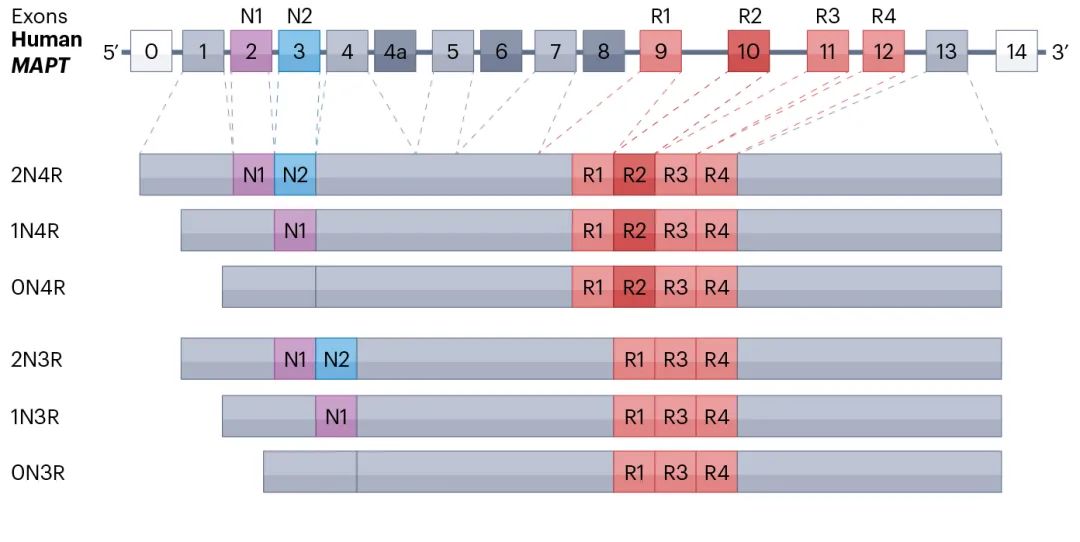 Tau蛋白的剪接与异构体（源自文献：doi: 10.1038/s41580-024-00753-9）