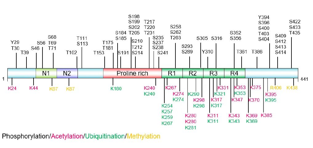 Tau蛋白翻译后修饰的主要位点（源自文献：doi: 10.4103/1673-5374.385847）