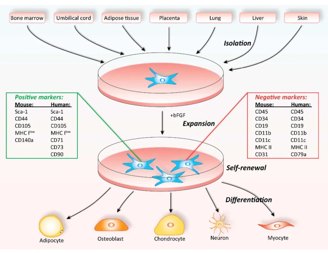 MSCs的来源、培养与分化、表面标志物及分化细胞类型(源自文献:doi: 10.1038/cdd.2015.168) MSCs的来源、培养与分化、表面标志物及分化细胞类型(源自文献:doi: 10.1038/cdd.2015.168)