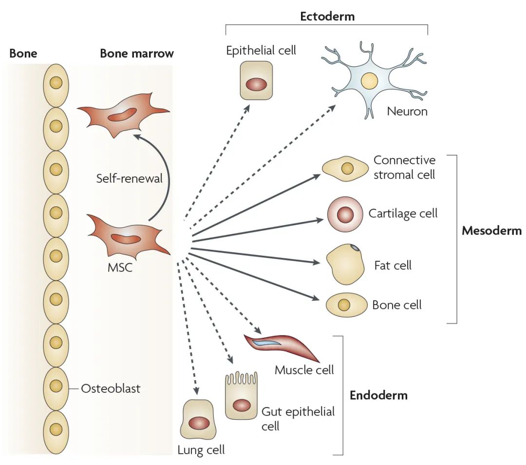 MSCs跨胚层多向分化的潜能(源自文献:doi: 10.1038/nri2395) MSCs跨胚层多向分化的潜能(源自文献:doi: 10.1038/nri2395)