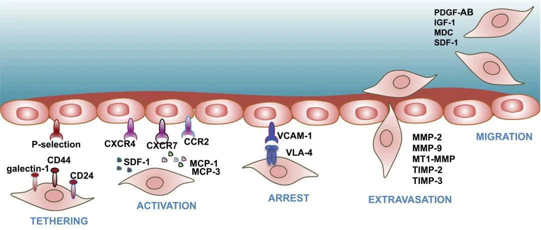 MSCs归巢的分子机制及相关因子(源自文献:doi: 10.1186/s13287-020-01855-9) MSCs归巢的分子机制及相关因子(源自文献:doi: 10.1186/s13287-020-01855-9)