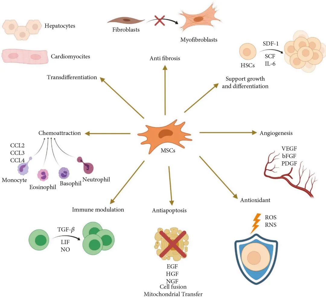 MSCs的多种功能及相关细胞因子(源自文献:doi: 10.1155/2021/2616807) MSCs的多种功能及相关细胞因子(源自文献:doi: 10.1155/2021/2616807)