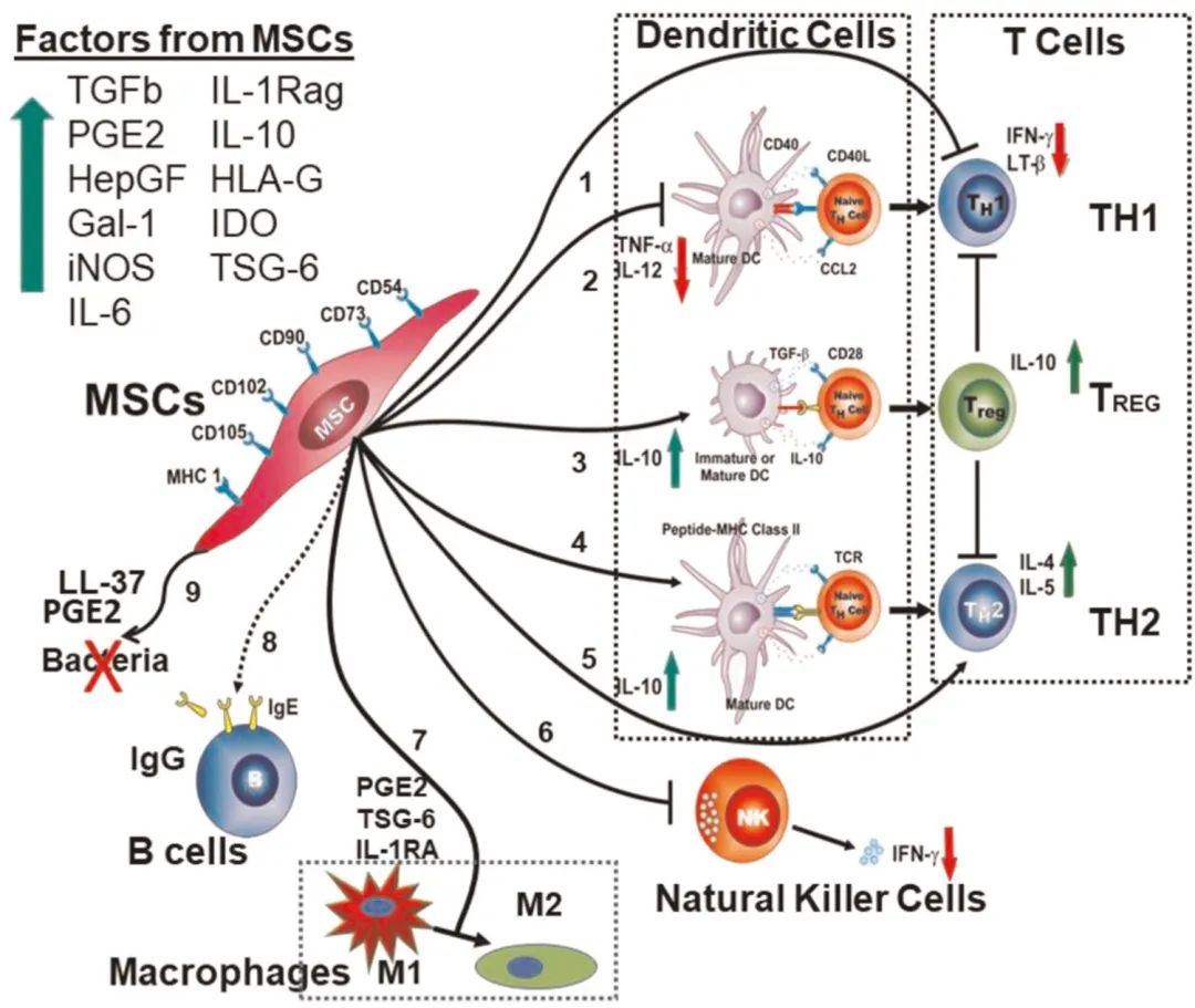 MSCs与免疫细胞相互作用机制（源自文献：doi: 10.1038/s41536-019-0083-6）