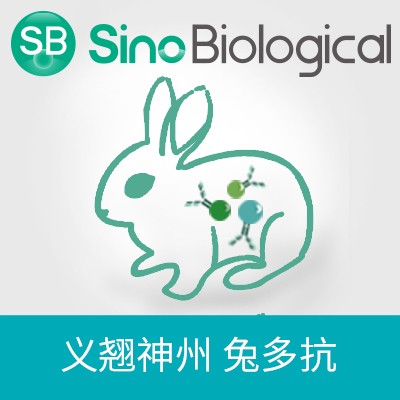 VSIG4 Antibody,兔多抗图片