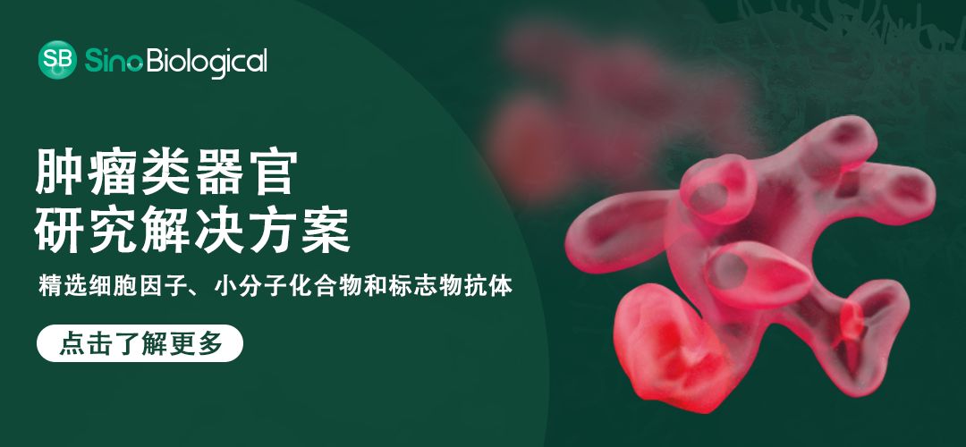 肿瘤类器官研究解决方案