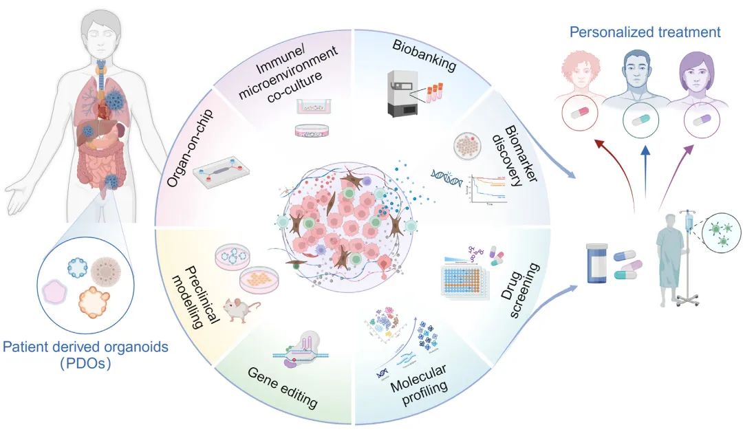 肿瘤类器官的应用场景（源自文献：doi: 10.1016/j.medj.2024.08.010）